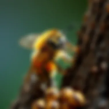 Magnificent Catching Wood Bees: A Comprehensive Guide Magnificent Catching Wood Bees: A Comprehensive Guide