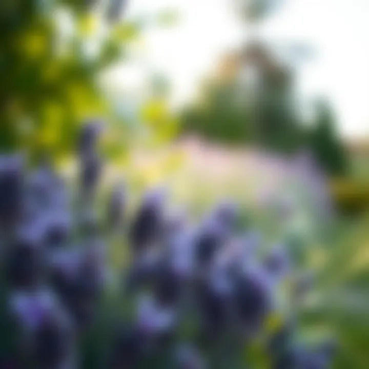 Magnificent Exploring the Efficacy of Lavender in Mosquito Repulsion