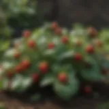 Vibrant annual strawberry plants flourishing in a garden