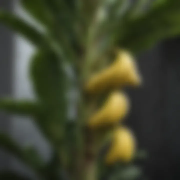Banana tree thriving with proper nutrients