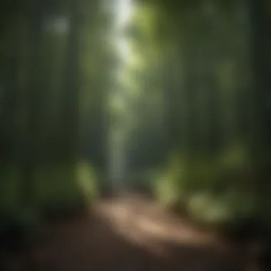 Dense Bamboo Grove for Tropical Screening Dense bamboo grove offering a tropical screening solution