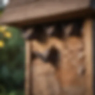 Wild bats emerging from a bat house at dusk