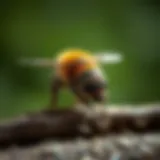 Catching Wood Bees: A Comprehensive Guide Introduction