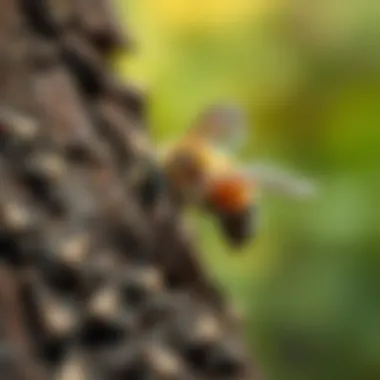 Catching Wood Bees: A Comprehensive Guide Summary Catching Wood Bees: A Comprehensive Guide Summary
