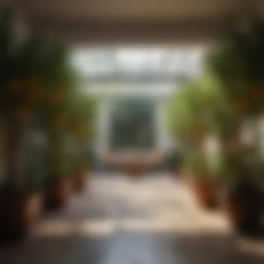 Indoor Garden with Citrus Trees Stylish indoor garden featuring various citrus trees