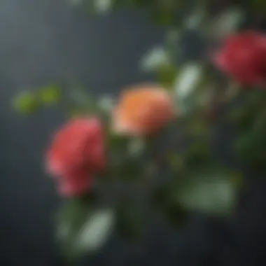 A close-up of climbing rose leaves and thorns, highlighting care needs.