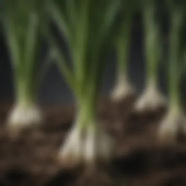 Roots of Green Onions Close-up of green onions with roots exposed