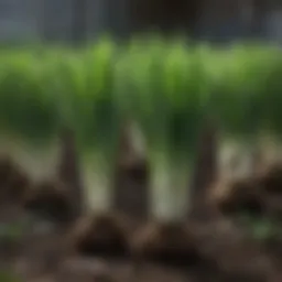 Lush green onion plants thriving in a garden