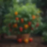 Vibrant sweet pepper plants growing in a lush garden