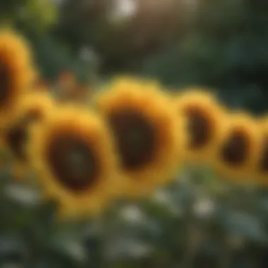 Exploring Different Sunflower Varieties Diverse sunflower varieties in a garden