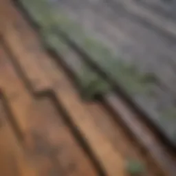 Close-up of a wood deck showing mold and mildew growth