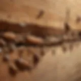 Close-up view of termite damage on wood