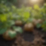 A close-up of healthy potato plants showing vibrant foliage.