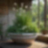 Vibrant container garden with garlic