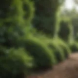 Lush greenery of rapidly growing bushes in a garden