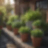 A vibrant assortment of herbs in pots on a patio