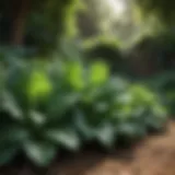 Lush green leafy vegetables thriving in a shaded garden