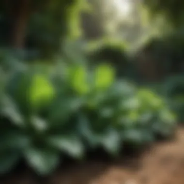 Leafy Vegetables in Shaded Conditions Lush green leafy vegetables thriving in a shaded garden