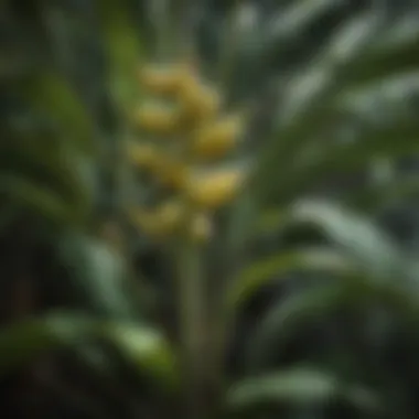 Beautifully grown cold hardy banana tree Cold hardy banana tree in a lush garden setting