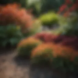 Beautifully designed edged mulch bed with vibrant plants