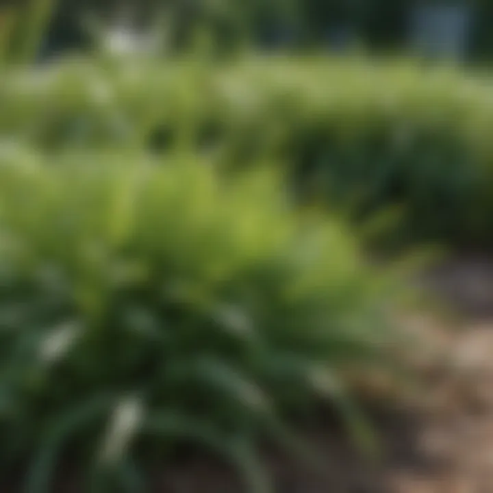 Close-up of crabgrass in a garden setting