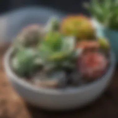 Succulents arranged in a compact outdoor setting