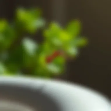 Natural remedies for ant elimination