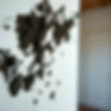 Close-up view of black mold growth on a wall