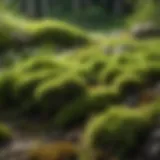 Lush green lawn with patches of moss