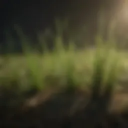 Close-up of quack grass roots