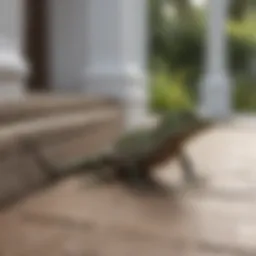 Lizard on porch trying to access a home