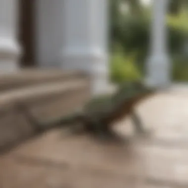 Lizard on porch trying to access a home