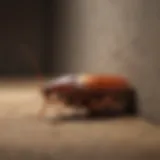 Illustration of a cockroach hiding in a dark corner