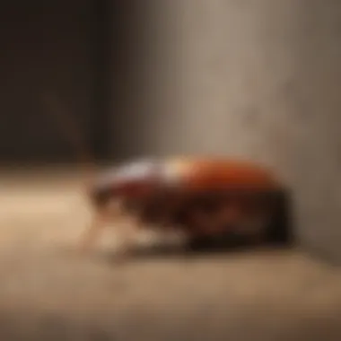 Cockroach Behavior: Hiding Spots Illustration of a cockroach hiding in a dark corner