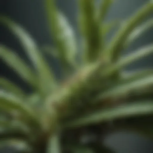 A close-up of a houseplant infested with aphids.