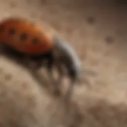 Close-up view of carpet beetles on fabric
