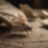 Close-up of moths on fabric, highlighting damage.