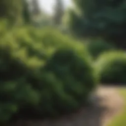 Lush evergreen bushes in a vibrant garden setting