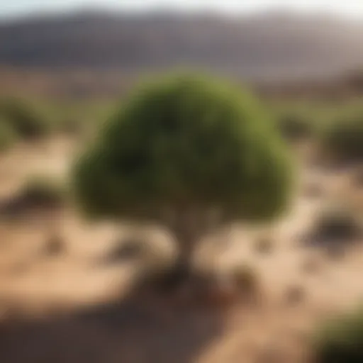 Lush evergreen shrub thriving in dry landscape