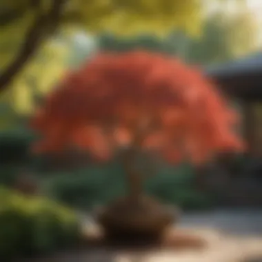 Blood Gold Japanese Maple Enhancing Garden Aesthetics Blood gold Japanese maple in a garden landscape