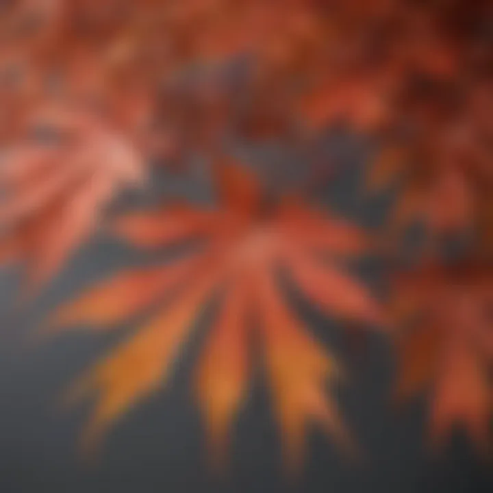 Close-up of unique leaf structure of Japanese maple