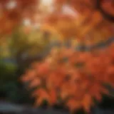 Vibrant foliage of blood gold Japanese maple in sunlight