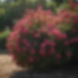 Vibrant flowering bushes in full bloom showcasing their diverse colors.