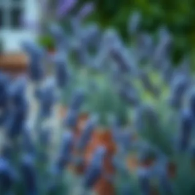 Creating an Aesthetic with Potted Lavender Aesthetic arrangement of potted lavender in a garden