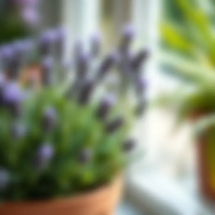 Nurturing Lavender: Foliage and Blooms Close-up of lavender foliage and blooms in a pot