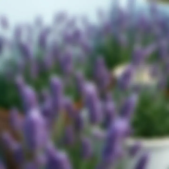 Quality Sources for Acquiring Lavender Plants Quality lavender plants available for purchase