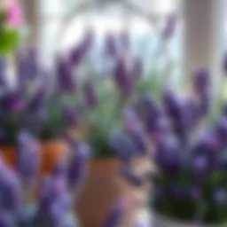 Various lavender plant varieties in decorative pots