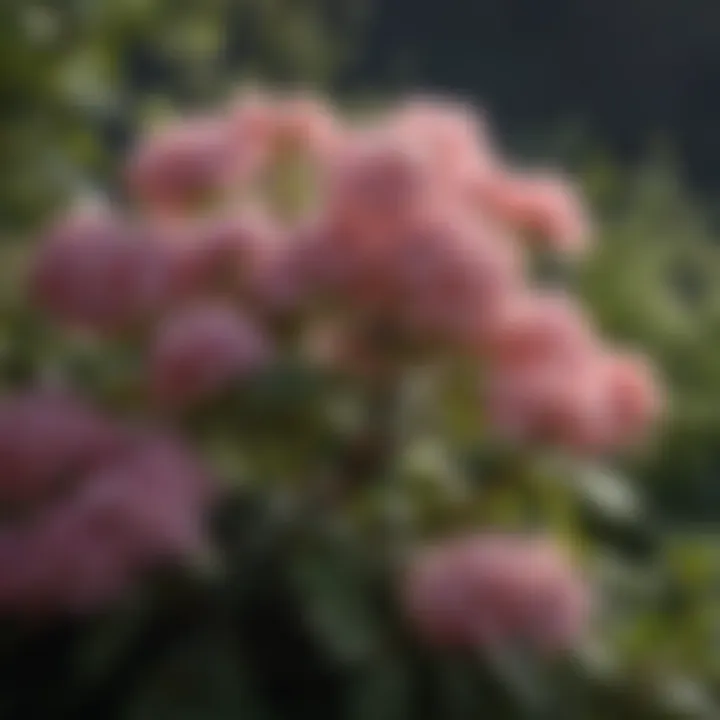 Close-up of delicate flower blooms on a shade shrub