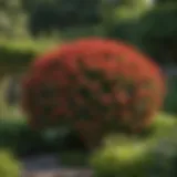 Lush green shade shrub in a garden setting