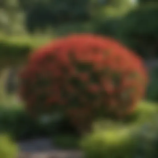Lush green shade shrub in a garden setting